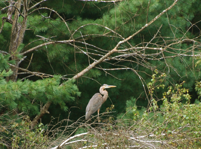 Oxbow National Wildlife Refuge Paddling Tour