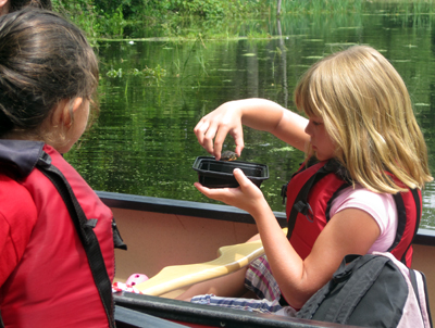 Paddling with Turtles